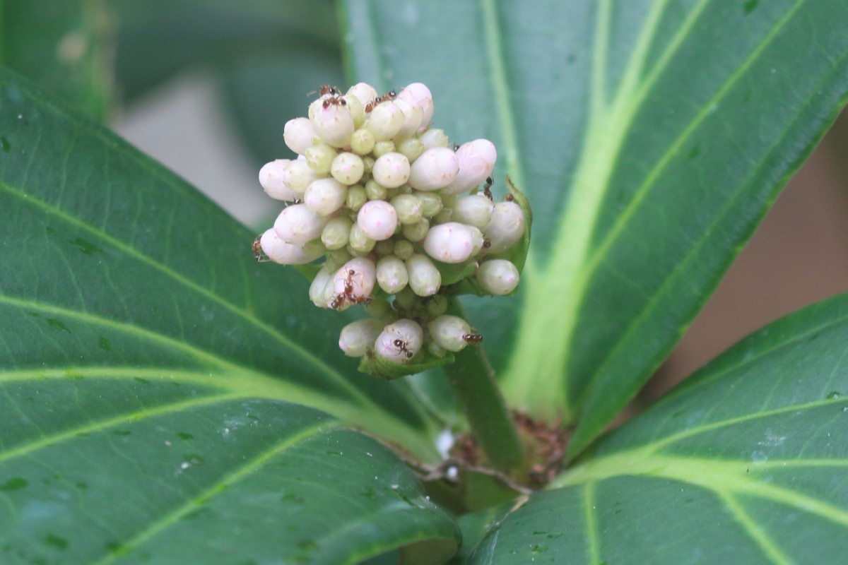 Medinilla multiflora Merr.